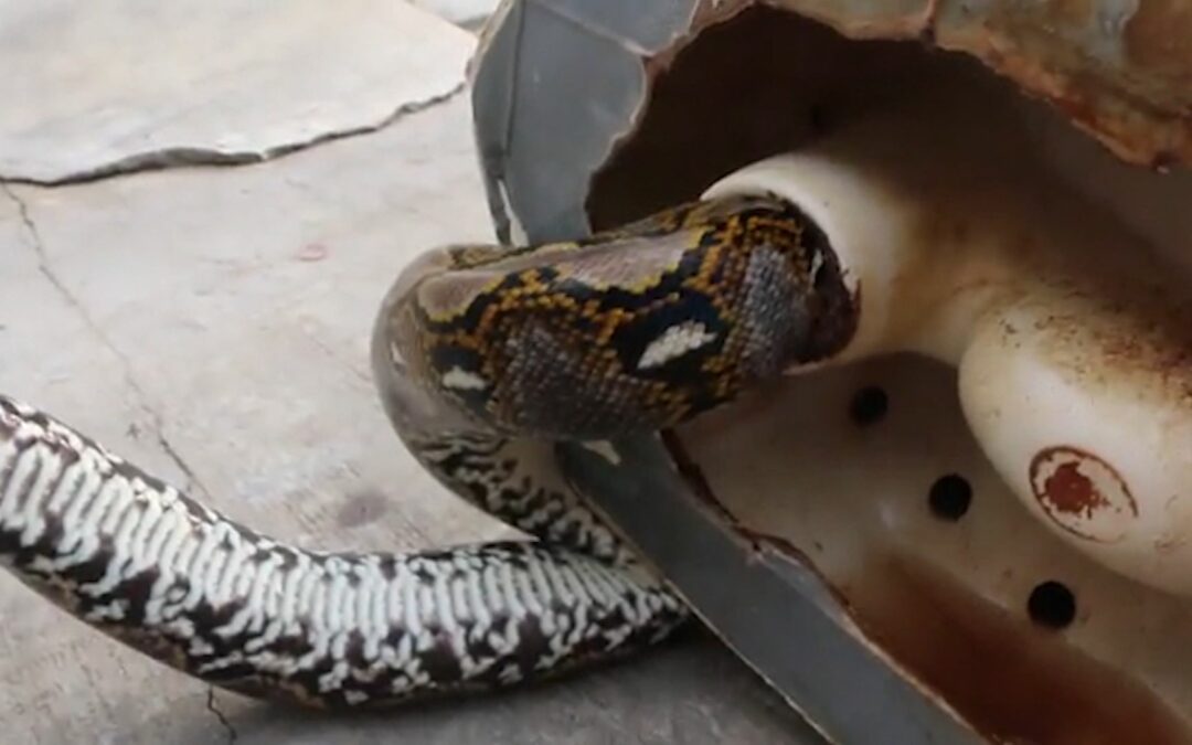 Thailand Horror Dad’s Holy S*** Moment: Snake Chomps On Nuts